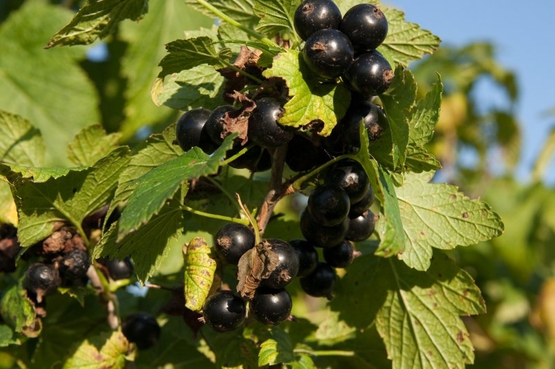 Тематическое фото freepik.com