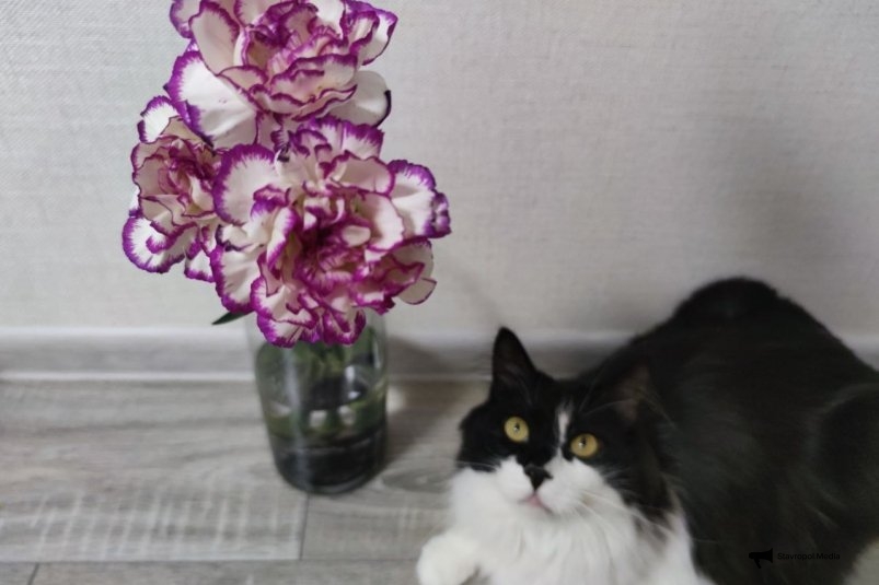 Не спутники, а души-близнецы: 3 самые преданные кошки - любят до последнего вздоха ИА Stavropol.Media