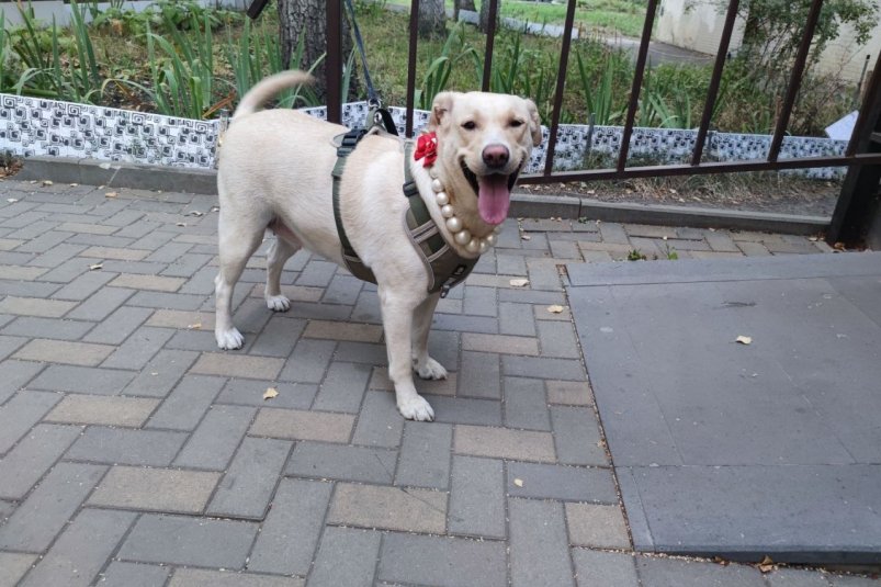 Почему собака гоняется за хвостом: игра или сигнал о проблемах? фото автора