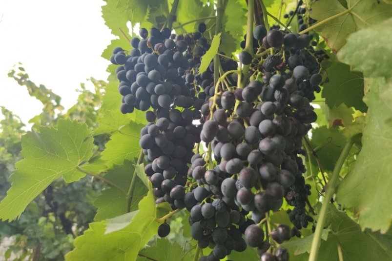 Виноград погибнет зимой, если в ноябре пропустить это простое действие: важные правила от агронома фото автора