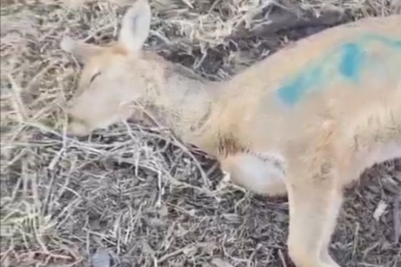 Скриншот видео тг-канал (18+) Центра "Тигр"