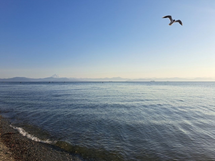 Авачинская бухта Елена Поддубная, ИА KamchatkaMedia