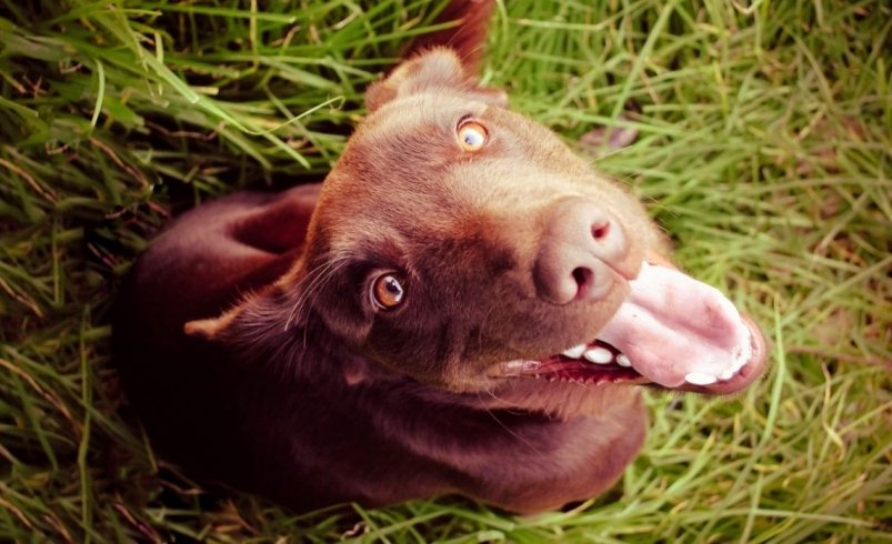 Тематическое фото pxhere.com