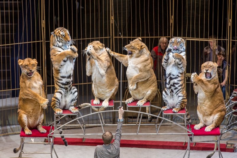 Тематическое фото Мария Смитюк, ИА PrimaMedia.ru