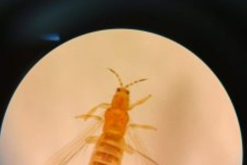 Россельхознадзором запрещен ввоз в Приморье свыше тысячи срезов подсолнухов из Китая, пораженных западным цветочным трипсом предоставлено Россельхознадзором