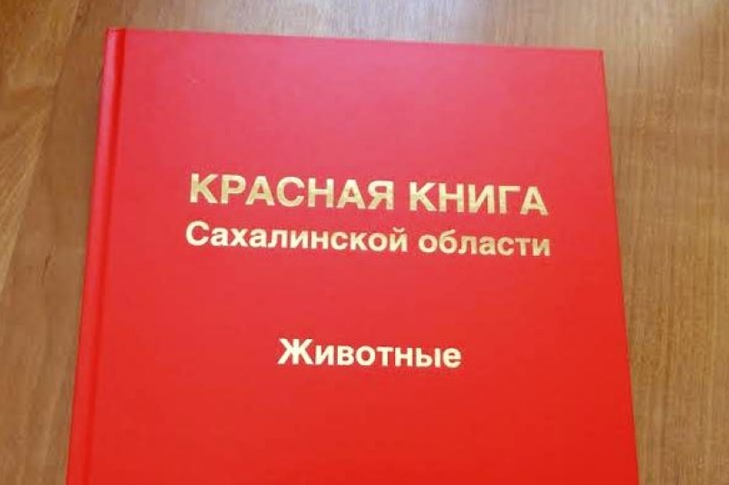 Тематическое фото Пресс-служба администрации Южно-Сахалинска