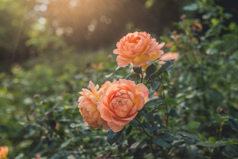 Тематическое фото pxhere.com (18+)