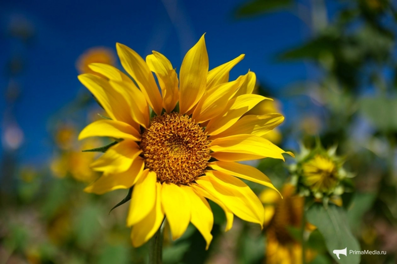 Тематическое фото ИА PrimaMedia