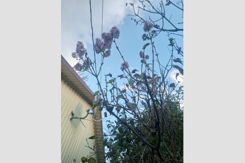 Растения зацвели на Ставрополье Народный корреспондент ИА Stavropol.Media