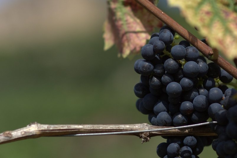 Тематическое фото pxhere