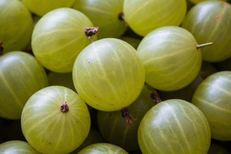 Крыжовник будет размером с вишню: секретная подкормка от бабушки-агронома — вот рецепт ИИ Кандинский (18+)