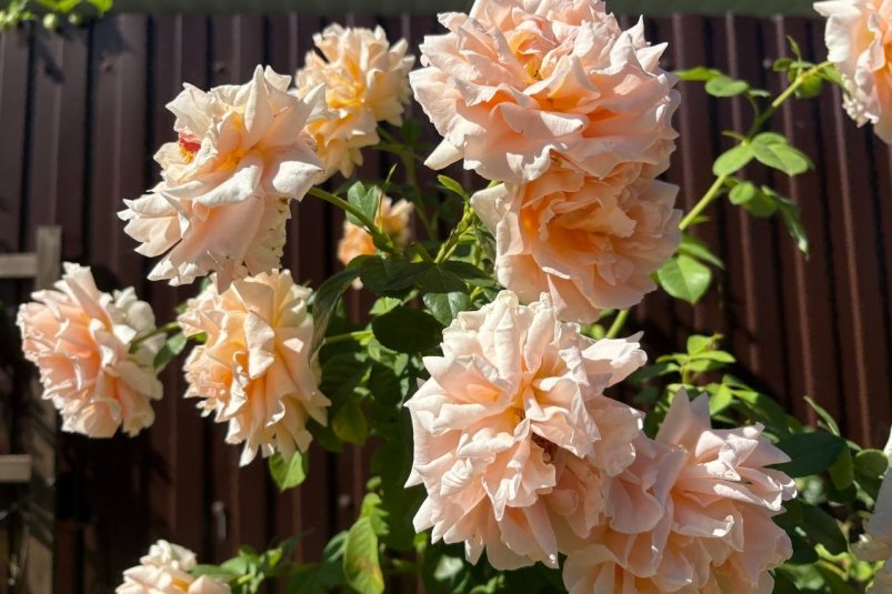 Обрезать розы в ноябре или не трогать их: агрономы поставили точку в вопросе ИА Stavropol.Media