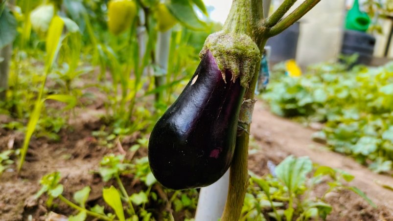 Баклажаны Автора