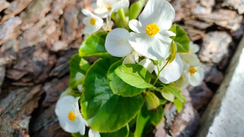 Цветы Автора