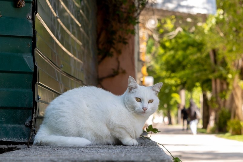 Кастрация кота: какие скрытые опасности ждут после процедуры – обязательная информация для владельца фото автора