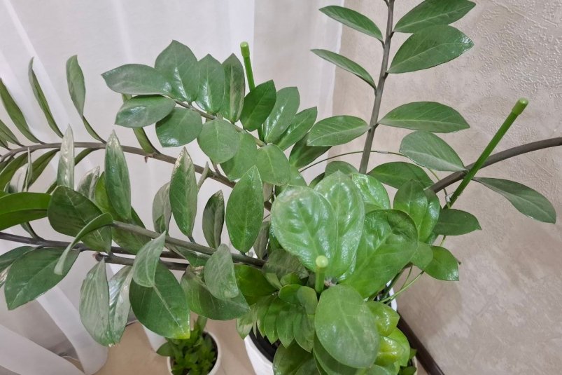 Фото автора автора