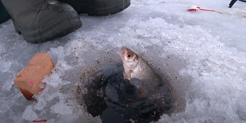 Этот прикорм моментально собирает плотву: результат видно на подводном видео кадр из дзен-канала "Рыбалка 63" (12+)