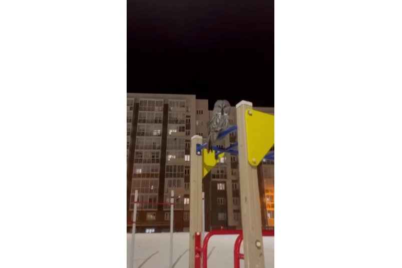 Отдыхающую на детской площадке сову заметили в Иркутске тг-канал (18+) "Иркутск онлайн"