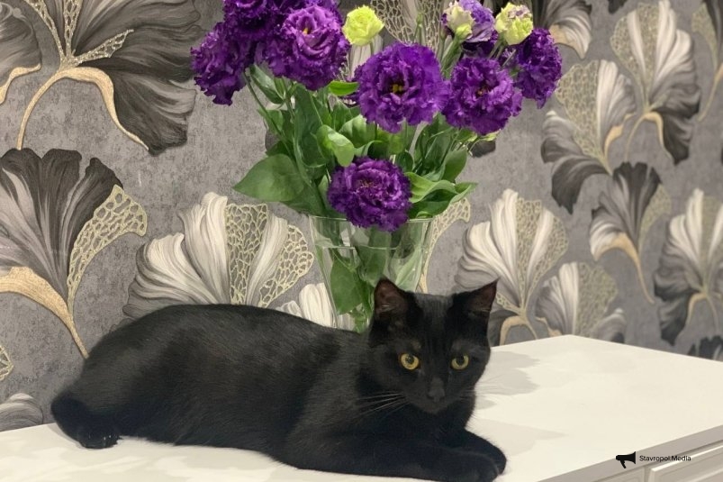 10 самых красивых пород кошек - рейтинг заводчиков 2025 ИА Stavropol.Media