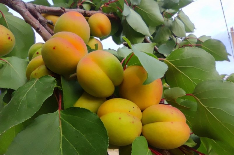 Посадила осенью абрикосы так — в следующем году плодов море: собираем их ведрами фото автора