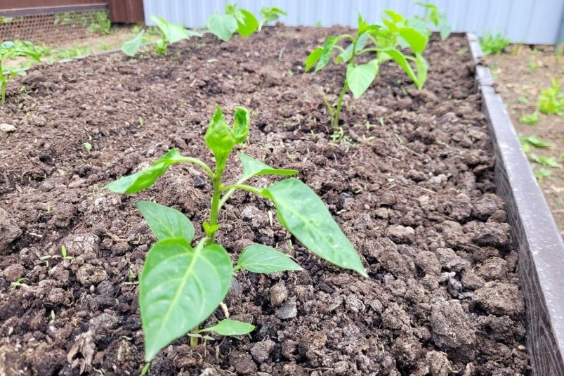 Смешиваю с землей - и почва рыхлая и плодородная: осенняя подкормка решает все фото автора