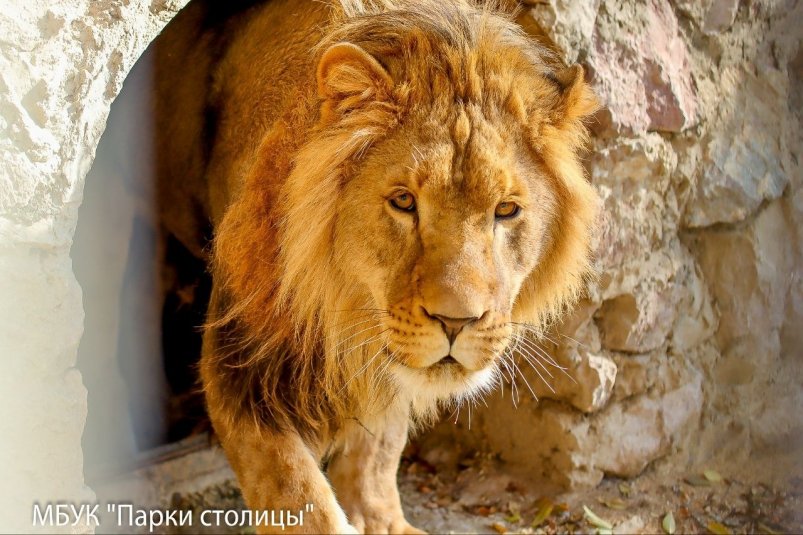 Конфискованный на Ставрополье лев обустроился в зоопарке Крыма телеграм-канал (18+) "Парки столицы (Симферополь)"