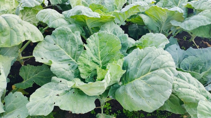 Капуста Автора