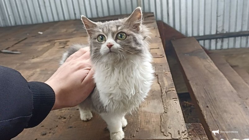 Перестаньте делать ЭТО при вычёсывании кота - и линька исчезнет сразу: совет элитных грумеров ИА Stavropol.Media