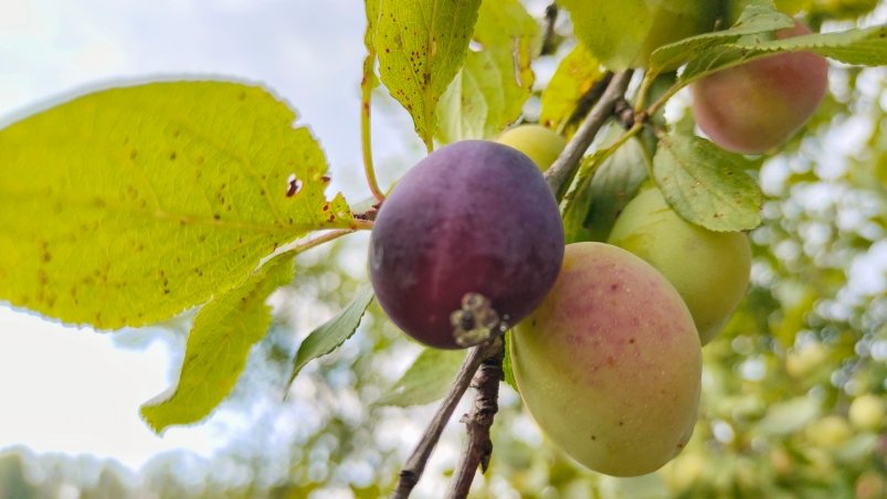 Слива Автора