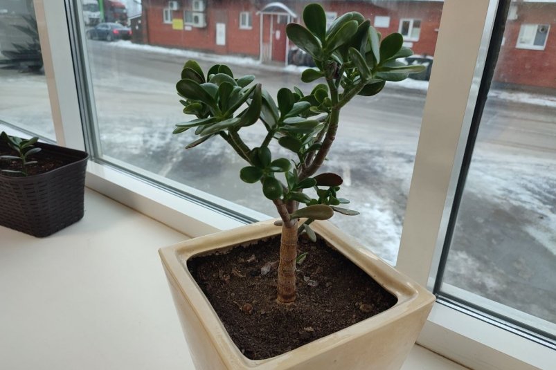  ИА SevastopolMedia