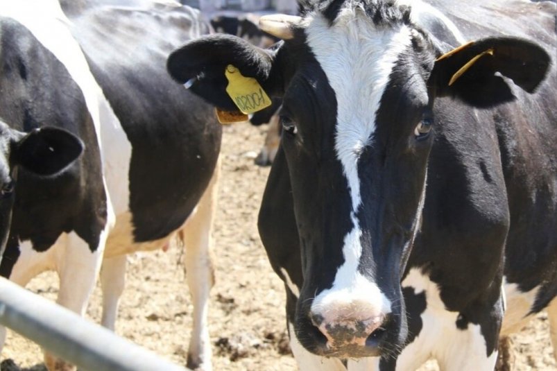 Коровы Елизовского района пресс-служба Елизовского округа