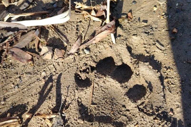 Следы в районе Пионерского водохранилища Соцсети