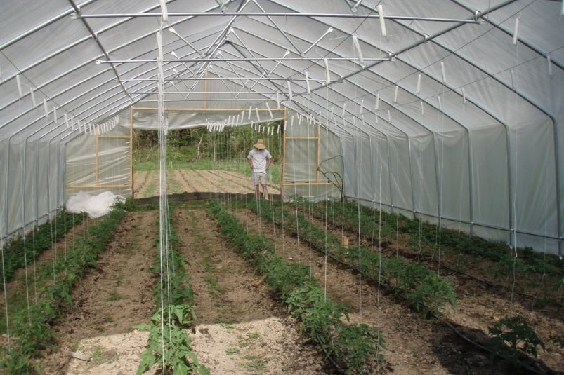 Если не подготовить теплицу к зиме, весенняя рассада может погибнуть Photo by form PxHere