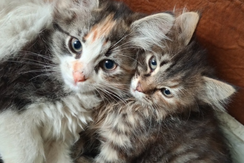 Комфорт и безопасность вашей кошки: как обеспечить идеальные условия для пушистого друга фото автора