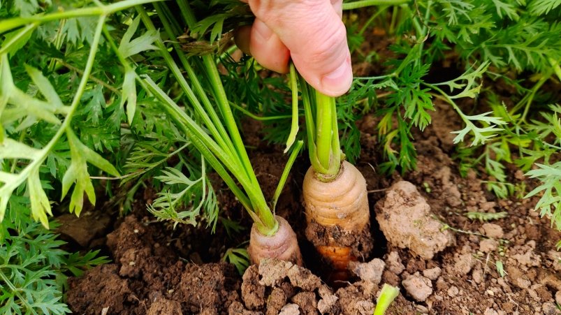 Морковь Автора