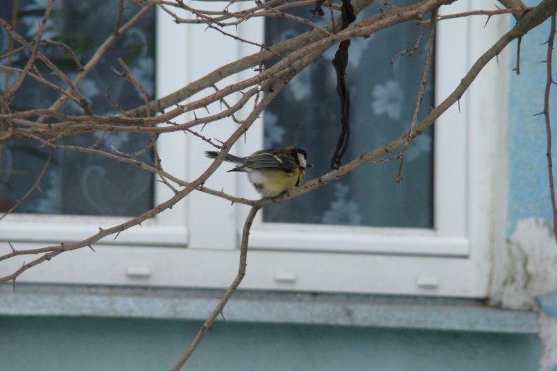 Тематическое фото pxhere