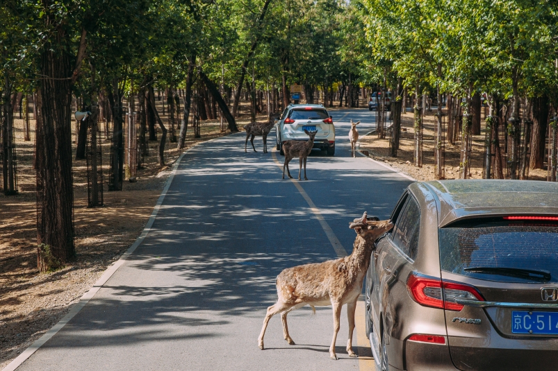 При выходе животных на проезжую часть нужно двигаться очень осторожно Мария Смитюк, ИА PrimaMedia