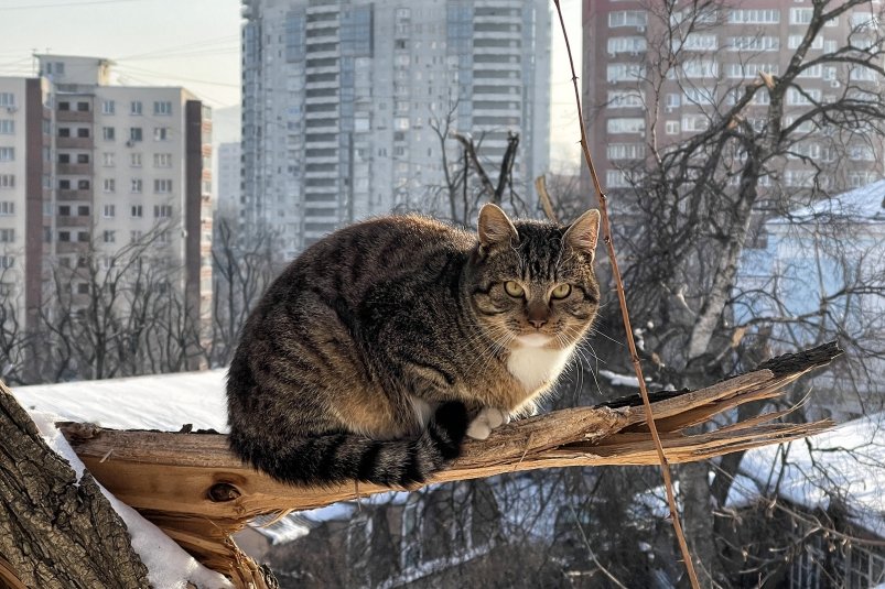 Грядут морозы Мария Бородина, ИА PrimaMedia