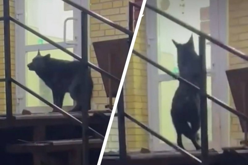 Тематическое фото "БУ г. Омска "Муниципальный приют для животных"