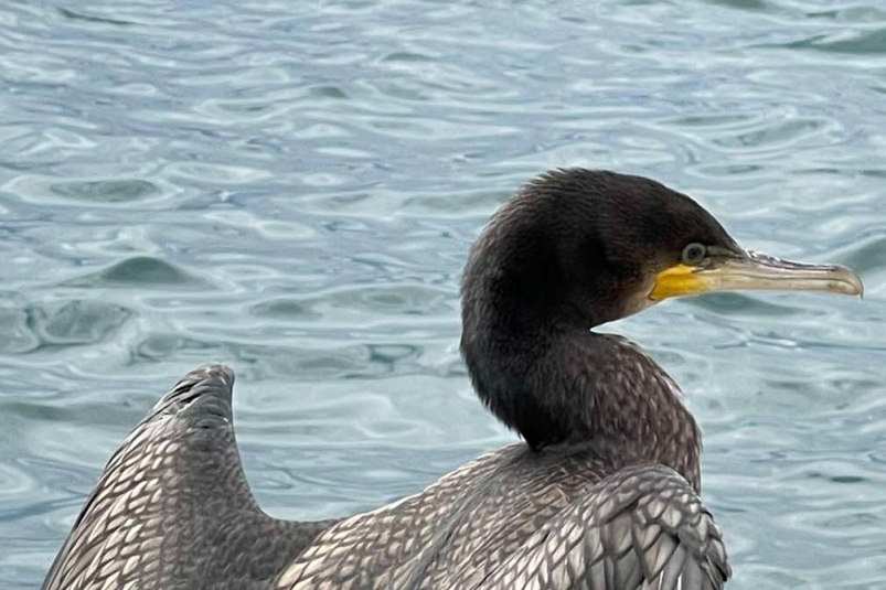 "Хоть беспилотниками гонять": на Байкале ищут новые способы борьбы с бакланом Юлия Ушакова, ИА IrkutskMedia