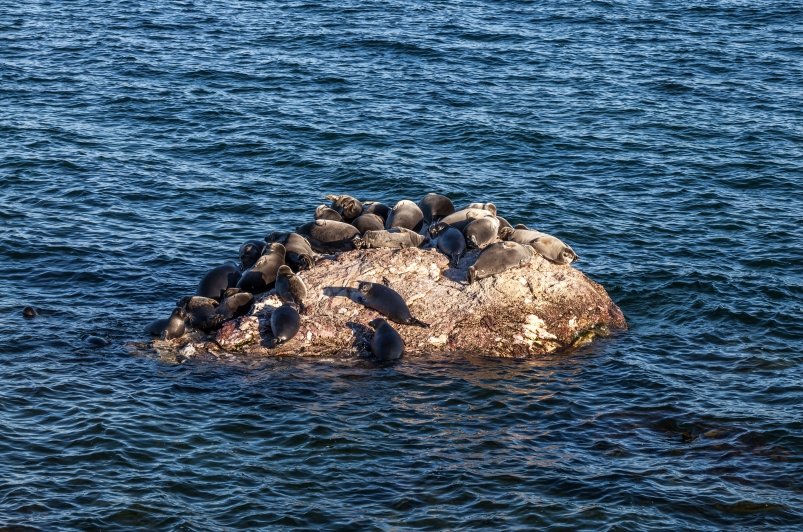 МТС ускорила передачу данных на Ушканьих островах Байкала Байкальский музей СО РАН