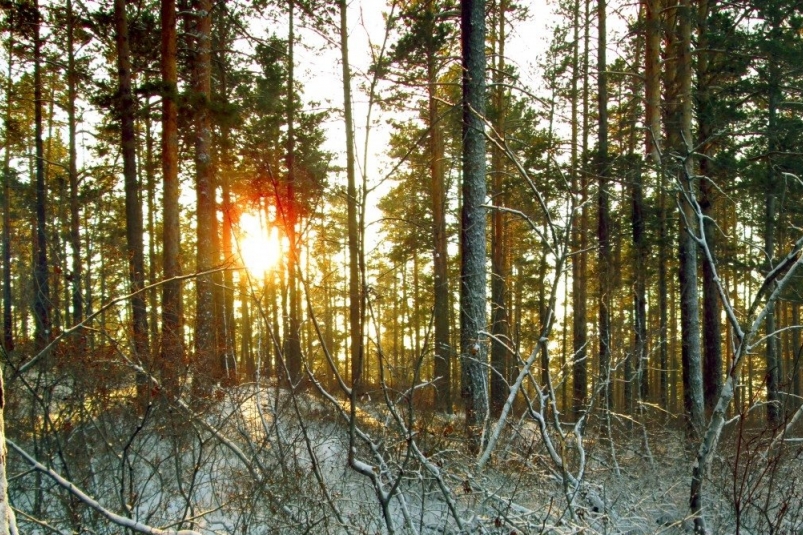 Спасатели возобновили поиски пропавшей семьи Усольцевых pxhere.com