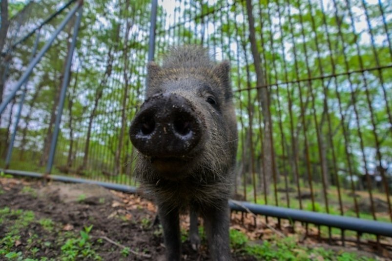 В Усольском районе в мясе кабана обнаружили возбудителей смертельного заболевания ИА PrimaMedia