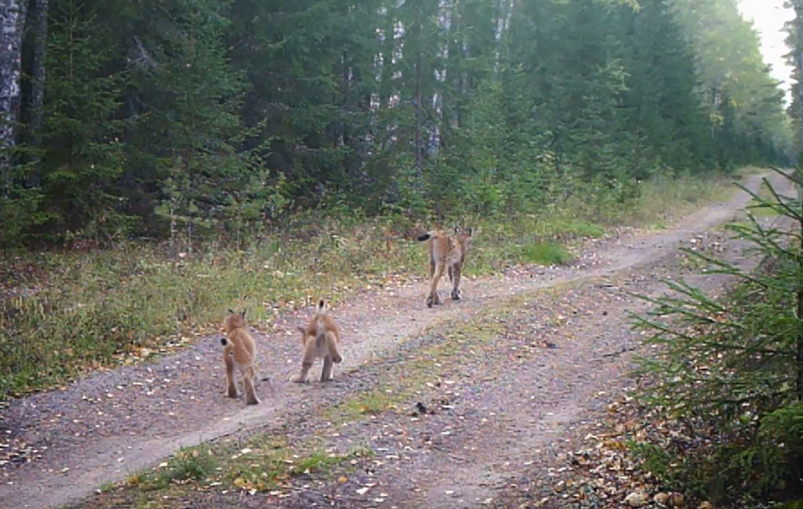 Спокойную прогулку рыси с детенышами по дороге засняли в одном из заповедников России Скриншот видео Нижне-Свирский государственного заповедника