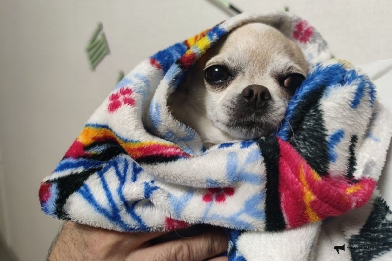 Боятся собственной миски: эти 6 собак первыми убегут в опасности - пугливее мышки ИА Stavropol.Media