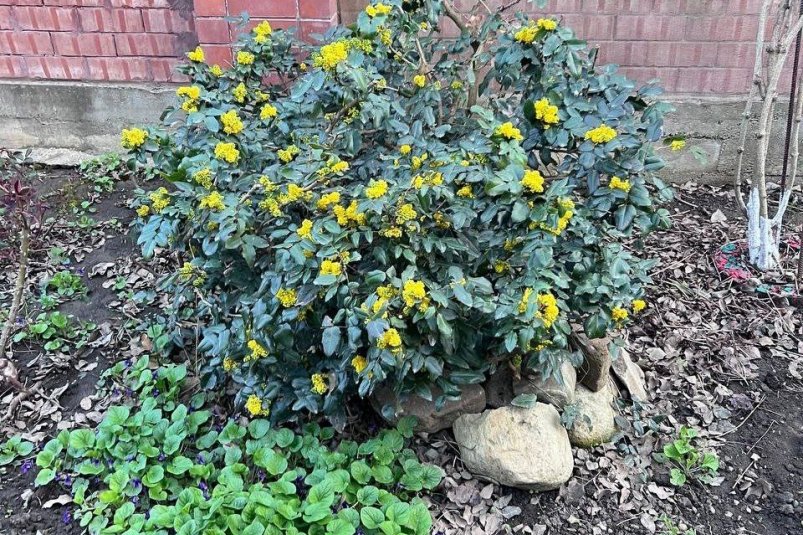 Посадила на участке одно растение - и будущий урожай спасен: ни тли, ни трипсов фото автора