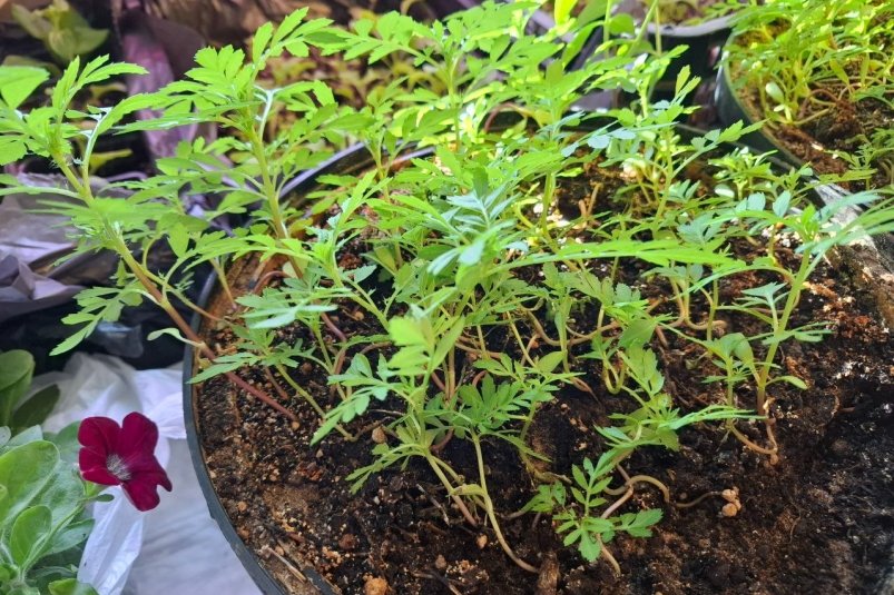 Рассада бархатцев Автора