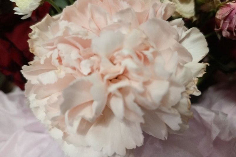 Гортензии почахнут от зависти — гвоздика станет жемчужиной цветника: неприхотливые многолетние сорта ИА StavropolMedia