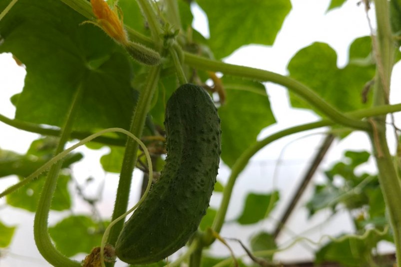 Фото автора автора