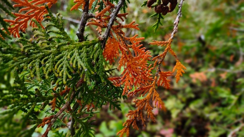 До 1 декабря нужно успеть: вношу 2 ст.л. в приствольный круг - и хвоя пышная и зеленее изумруда фото автора